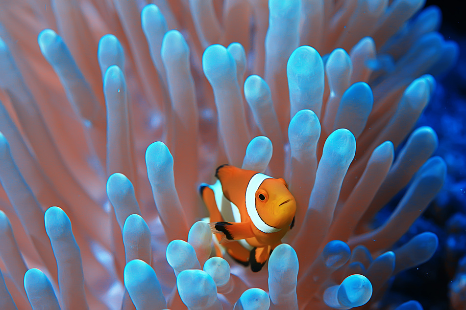 The Fore- Autumn 2024 Rising Stars The Reef World Foundation
